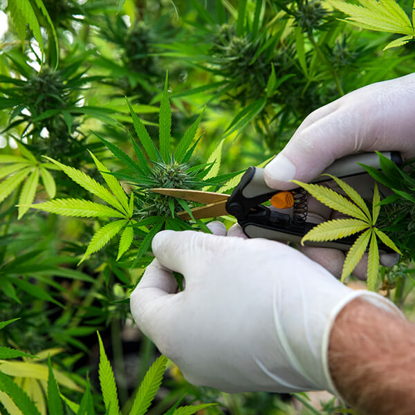 MERTZ-Cannabis-1 Hands wearing gloves use pruning shears to cut a shoot from a cannabis plant.