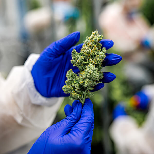 MERTZ-Cannabis-2 Hands wearing light-colored gloves hold a cut cannabis flower against a blurred background.